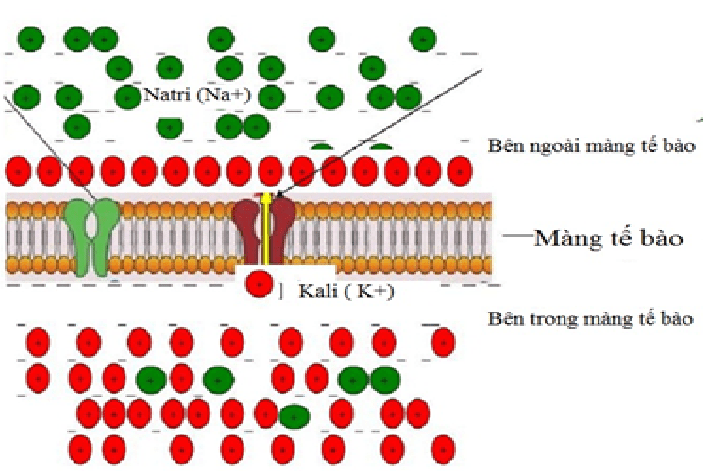 Natri là một chất điện giải quan trọng tạo nên điện thế màng tế bào