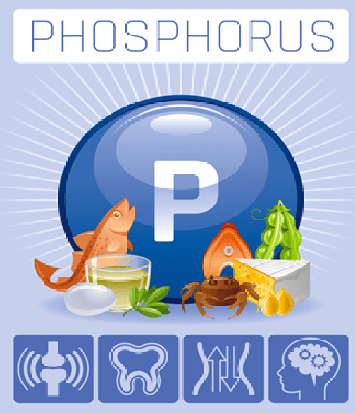 Phospho có nhiều vai trò đối với cơ thể