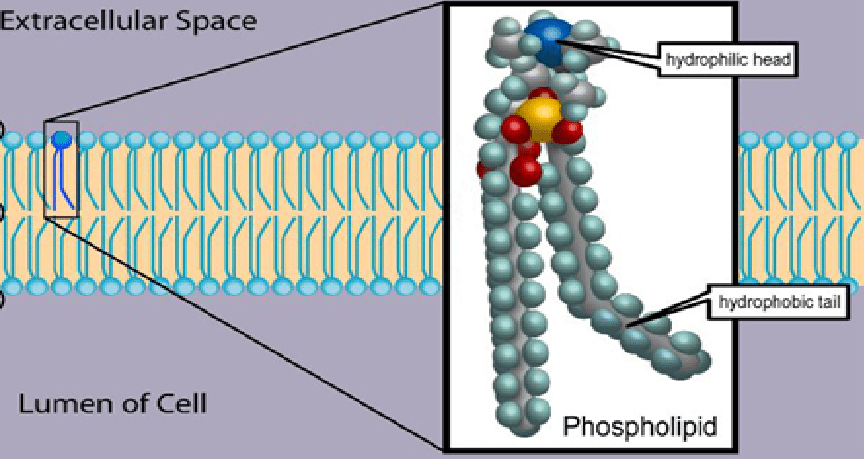 Phospho tham gia cấu trúc màng tế bào trong cơ thể