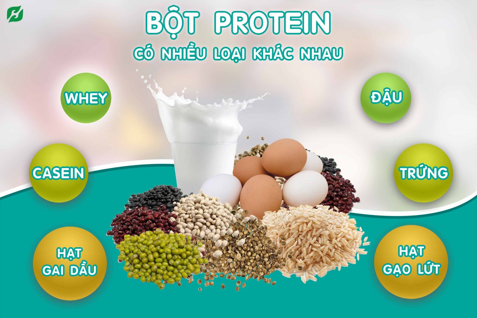 bột protein